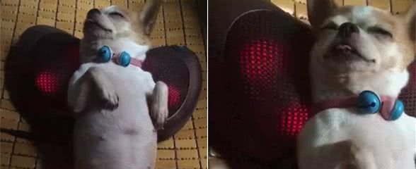 一个制止犬捣乱的办法，你敢看吗？