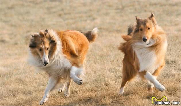 解析苏格兰德牧犬的外形特点，别再认错了哦！