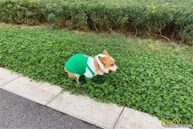 一位节约抠门的女铲屎官，给狗狗买了许多衣服，对狗狗比对自己好