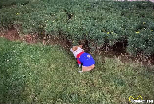 一位节约抠门的女铲屎官，给狗狗买了许多衣服，对狗狗比对自己好