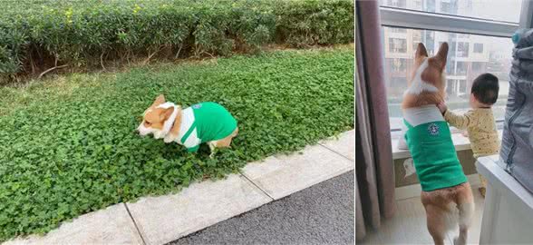 一位节约抠门的女铲屎官，给狗狗买了许多衣服，对狗狗比对自己好