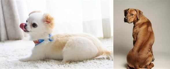 狗狗出现紧张情绪应当怎么办？3招帮汪星人减压