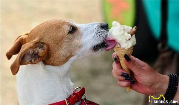 给狗狗“吃零食、挑零食”讲究多，这4个误区千万别碰