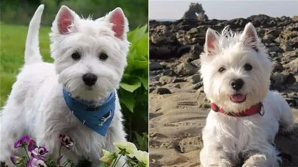 公开课|梗犬拔毛真的残忍吗？