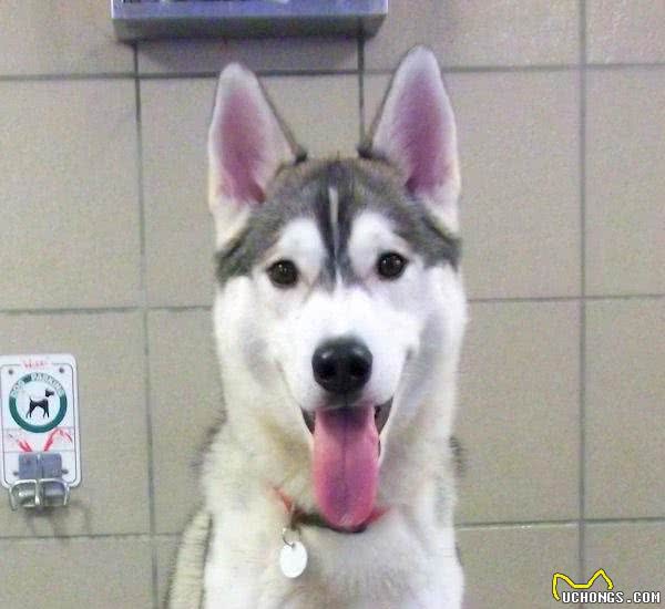 狗狗室内定点大小便训练就像1、2、3一样简单