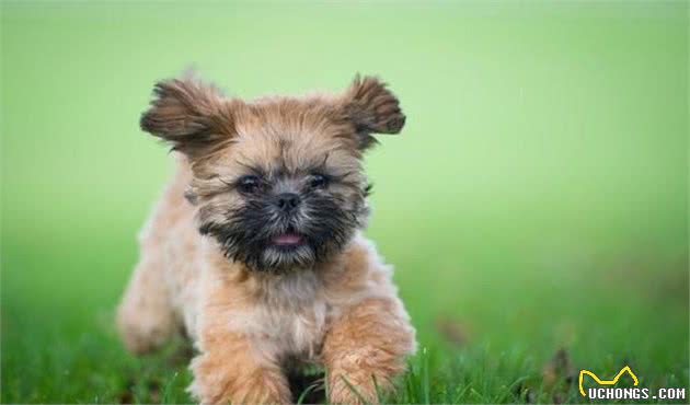 想给家里增加宠物吗，先来看看这十种最可爱的犬的品种吧