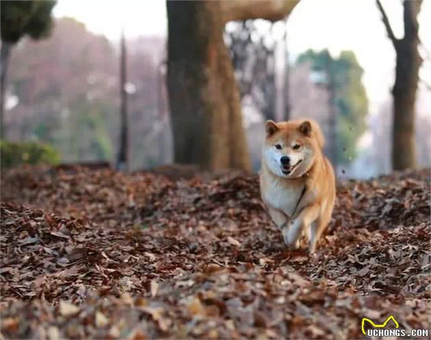 柴犬冬季怎么养护？柴犬冬季的注意事项