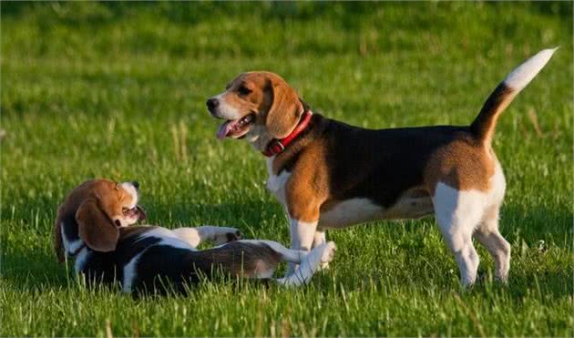 世界名犬之米格鲁猎兔犬