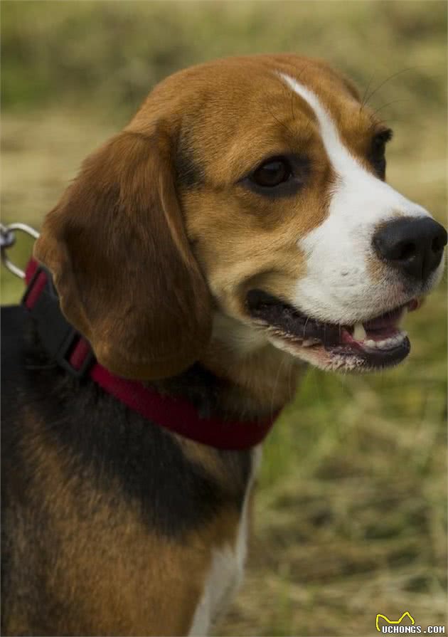 世界名犬之米格鲁猎兔犬