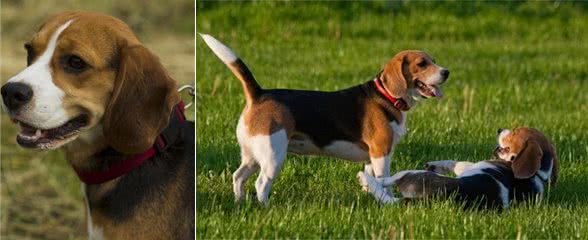 世界名犬之米格鲁猎兔犬