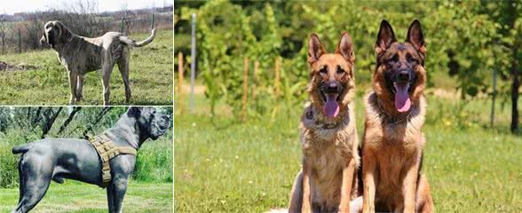 这5种犬沦为禁养犬，令人遗憾，它为中国贡献巨大，却被列入其中