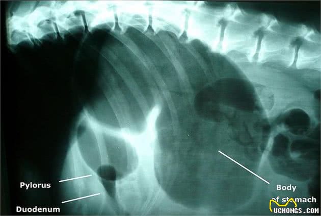 狗狗胃扭转，大型犬多发疾病，患病了就是跟死神赛跑