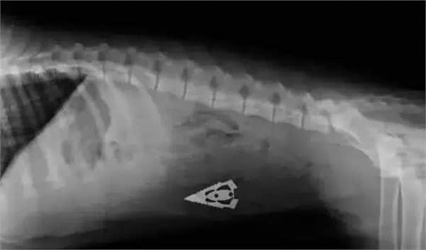 福懋动物医院：别不在乎，有不少狗狗都在因吞食异物而受到折磨