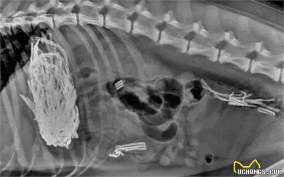 福懋动物医院：别不在乎，有不少狗狗都在因吞食异物而受到折磨