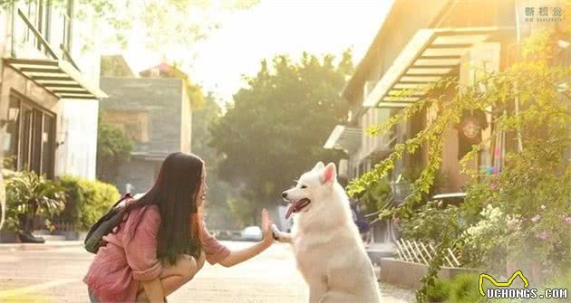 萨摩耶犬的前世今生：最初是黑色或棕色，实力和狼55开