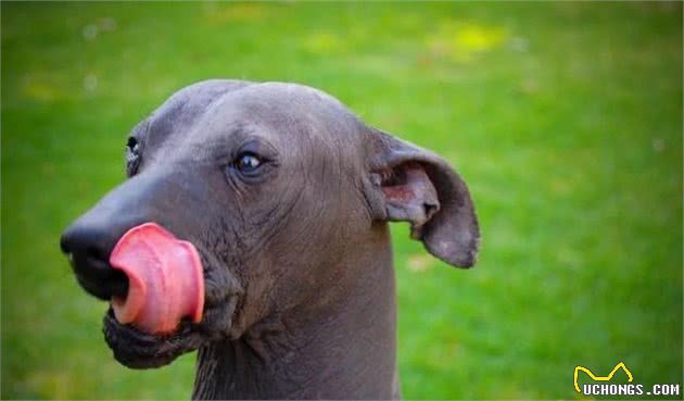 一毛不拔的墨西哥名犬庆幸没生于中国