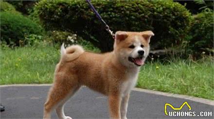 秋田犬剪指甲养秋田犬的要收藏