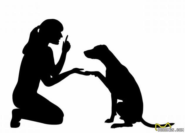 养狗新手与职业训犬师之间最大的差距：奖励狗狗的时机