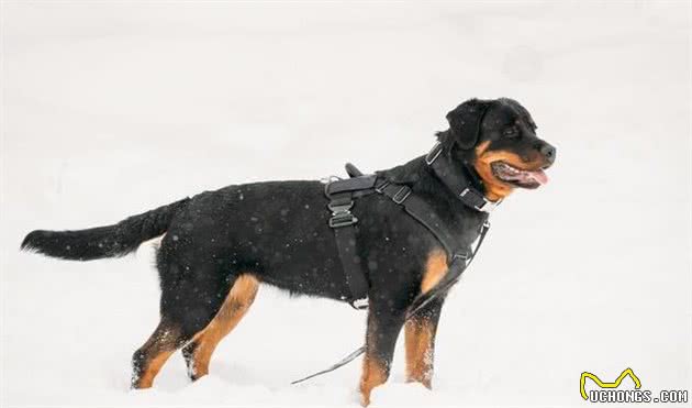 怎么挑选德牧幼犬，怎么才能买到健康小德牧犬