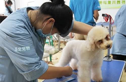 新手该如何给贵宾犬修剪毛发？