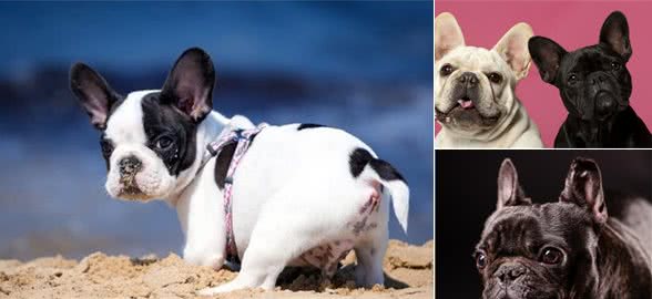 法国斗牛犬好养吗？法国斗牛犬的正确饲养方法