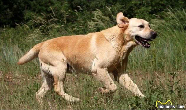 怎样挑选拉布拉多犬，拉拉的详细介绍