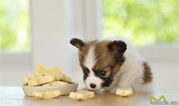 E宠课堂三:教你挑选适合自己狗狗的犬粮