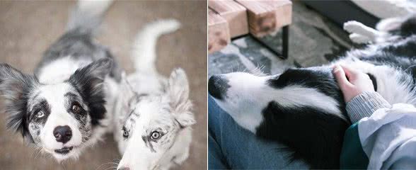 边牧犬的5大缺陷，第一点就很糟心，看完你还想养吗？
