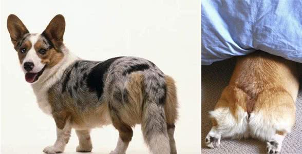 宠物柯基犬的两个分类