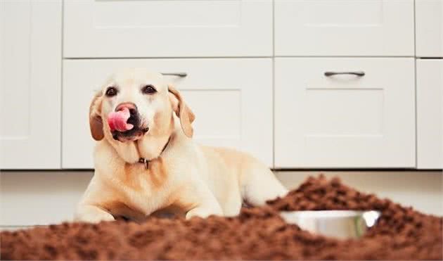 辟谣：按照7天换粮法，宠物就能够防止拉稀软便？犬粮：这锅我不背