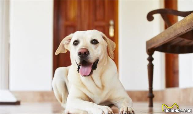 辟谣：按照7天换粮法，宠物就能够防止拉稀软便？犬粮：这锅我不背