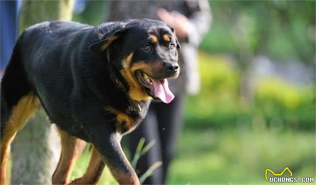 浅谈罗威纳犬常见误区