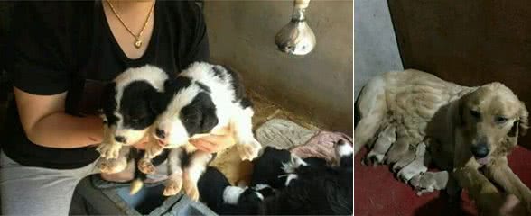 谁会同情,狗场里作为繁殖机器,家养宠物狗的妈妈们!