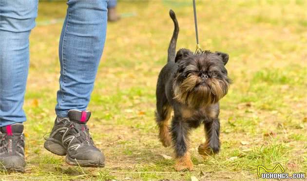 世界上最小的犬种，又萌又好照料，喜欢养宠物狗的了解下