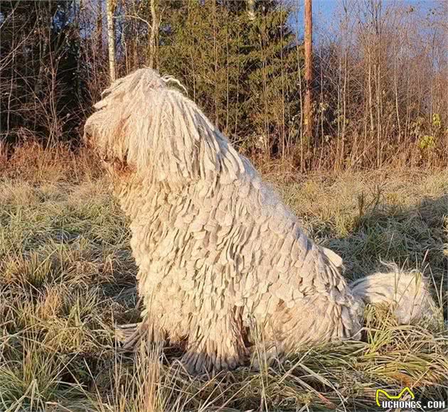 牧羊狗入水变地拖