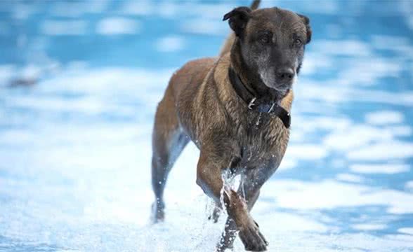 马犬到底有几个品种？为什么很少有人养马犬