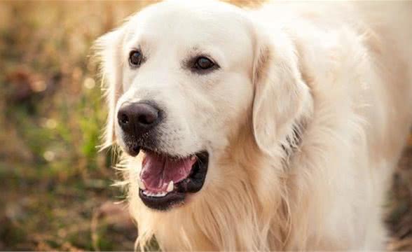 如何训练金毛犬不乱吃东西