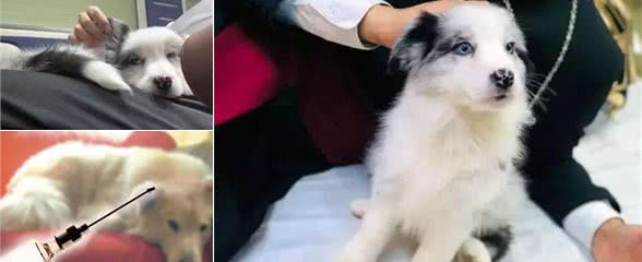 辟谣！被犬咬伤后感染狂犬无药可治？狂犬病的三大误区需了解！