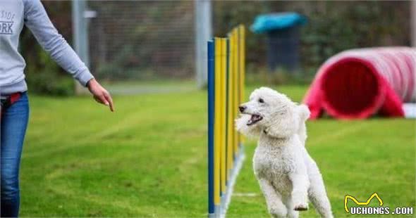 为什么养巨型贵宾犬的人这么少？这六点才是主要原因