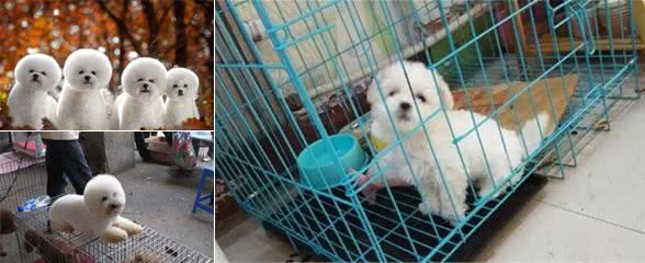 比熊犬价格为什么这么低？背后的秘密，大部分人都不一定知道