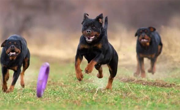 罗威纳犬（罗蒂）：狗品种