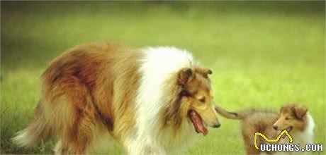 世界10大忠诚的狗排名中华田园犬最忠诚