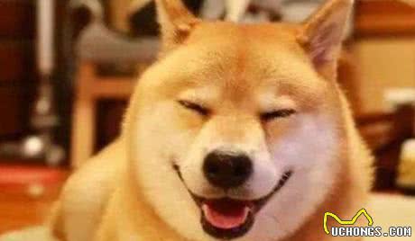 世界10大忠诚的狗排名中华田园犬最忠诚