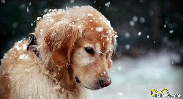 金毛犬便便很臭？不必猜，一定是这5个原因造成
