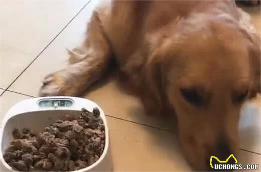 金毛犬便便很臭？不必猜，一定是这5个原因造成