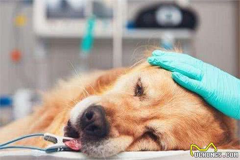 金毛犬便便很臭？不必猜，一定是这5个原因造成
