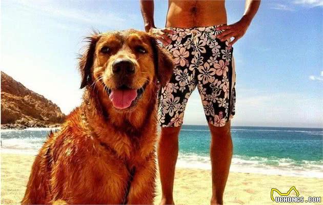 金毛犬便便很臭？不必猜，一定是这5个原因造成
