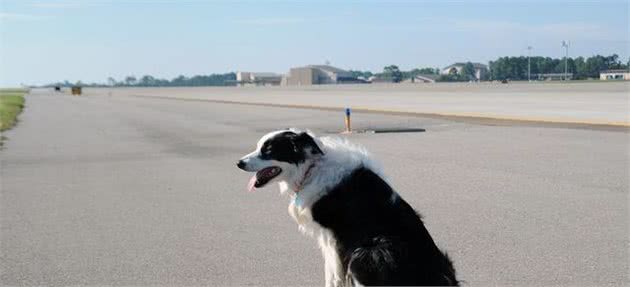 边牧犬这个聪明的小家伙也有很多缺陷，这4点你不一定受得了！