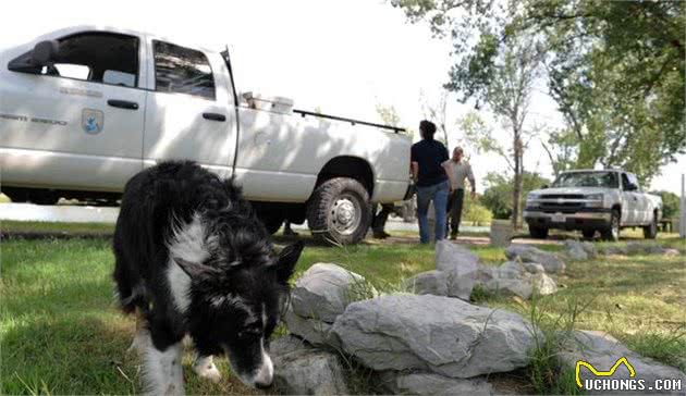 边牧犬这个聪明的小家伙也有很多缺陷，这4点你不一定受得了！