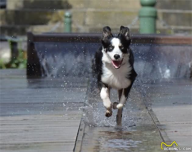 边牧犬这个聪明的小家伙也有很多缺陷，这4点你不一定受得了！